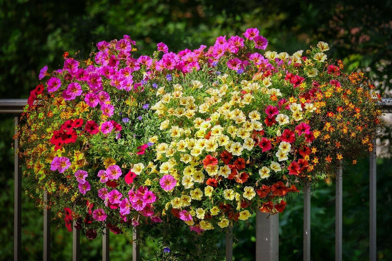 Plantas de verano