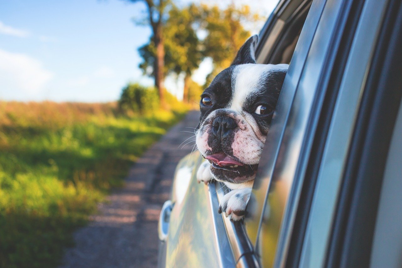 Consejos para viajar con tu mascota sin estrés